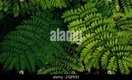 Arbustes tropicaux de Fern . Feuilles tropicales feuillage plante buisson arrangement floral nature toile de fond . grand buisson vert de la fougères dans la forêt . vert ton ide Banque D'Images