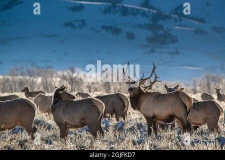 Le wapiti de Bull se dresse au-dessus de son harem de quatre femelles. Parc national de Grand Teton, Wyoming Banque D'Images