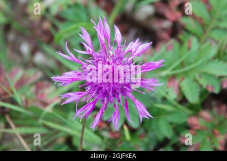 Une belle fleur rose plus grande (Centaurea scabiosa) qui grandit sauvage sur Salisbury Plain Chalklands Wiltshire Royaume-Uni Banque D'Images