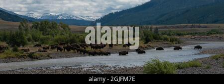 États-Unis, Wyoming. Image panoramique du bison dans la vallée de Lamar, parc national de Yellowstone. Banque D'Images