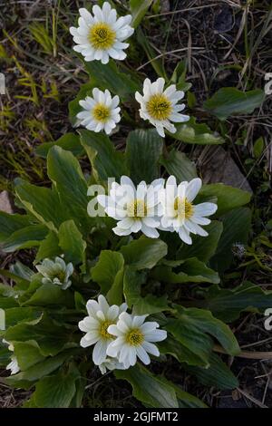 États-Unis, Wyoming. White Marsh Marigold, carte Beartooth. Banque D'Images