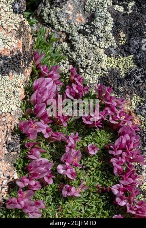 États-Unis, Wyoming. Trèfle nain sur roche couverte de lichen, Beartooth Pass. Banque D'Images