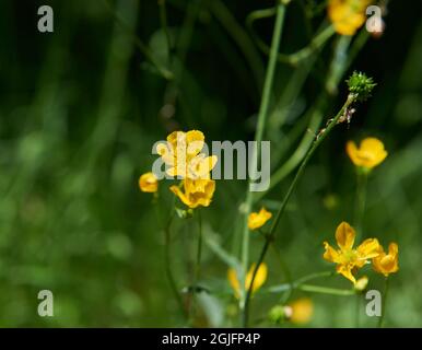 Jolies fleurs sauvages jaunes Banque D'Images