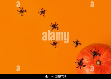 Composition Halloween de citrouilles et araignées noires de dessin animé sur fond orange. Toile de fond lumineuse pour vos vacances. Plat tendance et créatif avec emplacement pour le texte. Banque D'Images