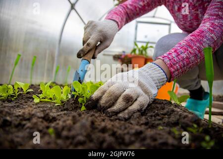 le jardinier plante de jeunes plantes dans la serre. pas de visage, gros plan Banque D'Images