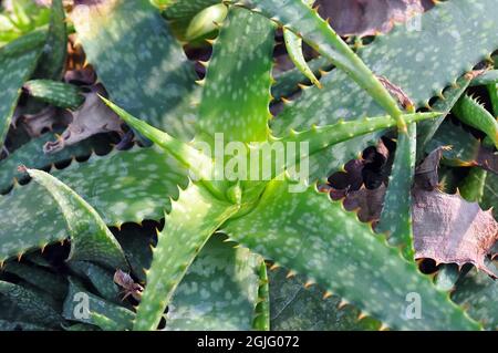 aloès à feuilles de zébrées, aloès à pois, Aloe zebrina, Afrique Banque D'Images