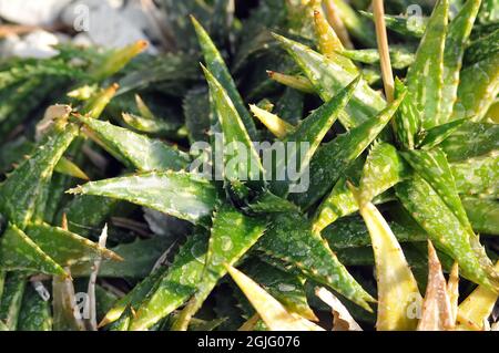 aloès à feuilles de zébrées, aloès à pois, Aloe zebrina, Afrique Banque D'Images