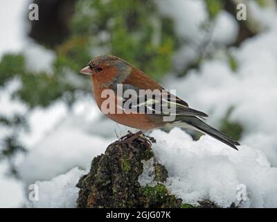 Portrait de profil de Chaffinch masculin (Fringilla coelebs) dans le plumage d'hiver dans la neige Cumbria, Angleterre, Royaume-Uni Banque D'Images