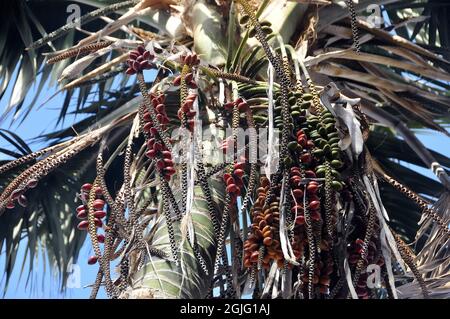 Kentia palmier, palmier à chaume ou palmier, Forstersche Kentia, Kentiapalme, Howea forsteriana, kenciapálma, Australie Banque D'Images
