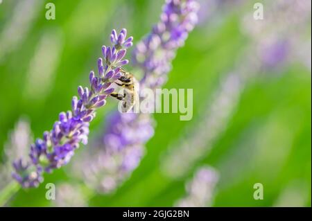 abeille gros plan sur une fleur de lavande Banque D'Images