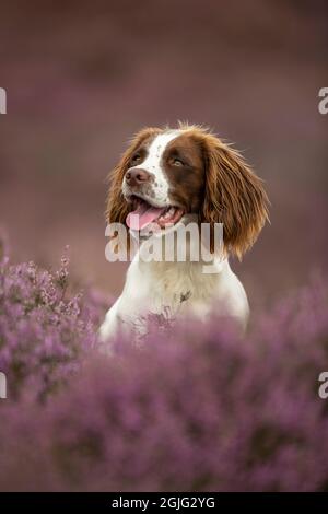 English Springer Spaniel puppy Banque D'Images