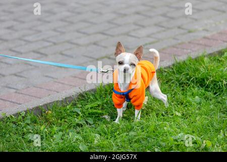Mignon chihuahua dans des vêtements colorés sur une laisse marchant dans la rue Banque D'Images