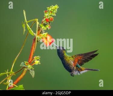 Hummingbird à ventre noir (Eupherusa nigriventris) nectaring, Costa Rica Banque D'Images