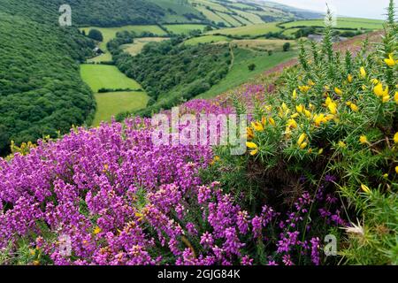 Bell Heather - Erica cinerea et Western Gorse - Ulex gallii sur Cosgate Hill avec Ashton Cleave & Brendon Valley Beyond, Exmoor, Devon, Royaume-Uni Banque D'Images