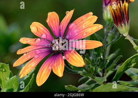 Daisy africaine - Osteospermum Violet Sun avec eau droplet1 Banque D'Images