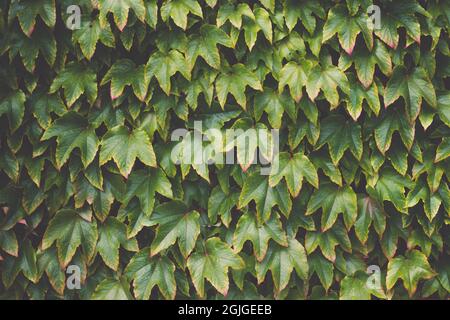 Virginia super-réducteur Parthenocissus tricuspidata dans le jardin. Fond de texture de la plante Virginia Creeper ou du raisin sauvage Banque D'Images