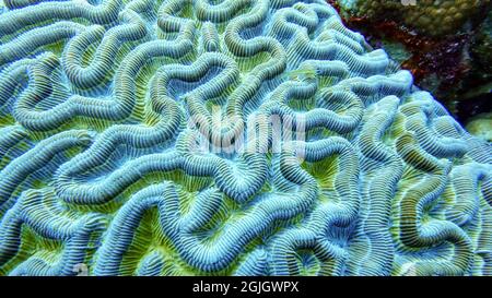 Le corail cérébral trouvé dans les récifs peu profonds est un nom commun de divers coraux dans les familles des Mussidae et des Merulinidae, appelés en raison de leur forme sphéroïde et Banque D'Images