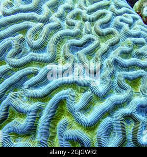Le corail cérébral trouvé dans les récifs peu profonds est un nom commun de divers coraux dans les familles des Mussidae et des Merulinidae, appelés en raison de leur forme sphéroïde et Banque D'Images