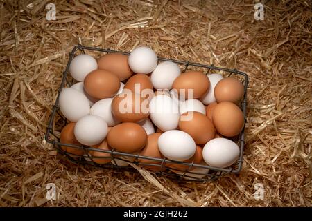 Un petit panier en fil métallique d'œufs bruns et blancs fraîchement collectés, assis sur une couche de foin dans une grange. Banque D'Images