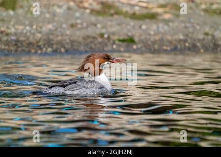 Issaquah, Washington, États-Unis. Femme commune Merganser nageant dans le parc national du lac Sammamish. Banque D'Images