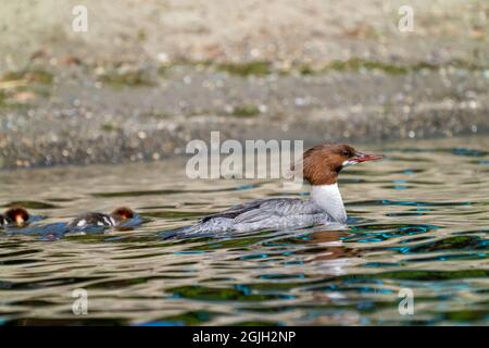 Issaquah, Washington, États-Unis. Femelle de canard Merganser et ses canetons nageant dans le parc national du lac Sammamish. Banque D'Images