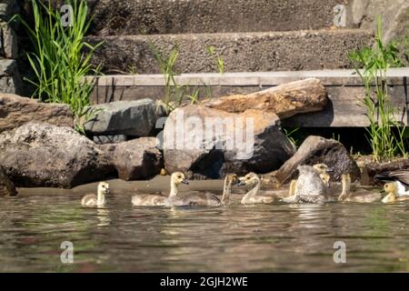 Issaquah, Washington, États-Unis. La Bernache du Canada et ses oisons nageant dans le parc national du lac Sammamish. Banque D'Images