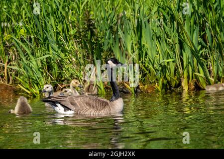 Issaquah, Washington, États-Unis. La Bernache du Canada et ses oisons nageant dans le parc national du lac Sammamish. Banque D'Images