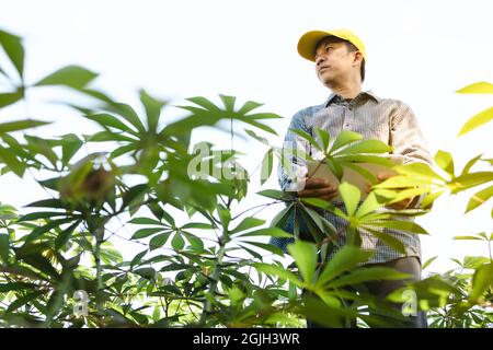 Smart Farmer utilise une tablette pour surveiller et analyser les récoltes dans sa ferme pendant une journée ensoleillée. Banque D'Images