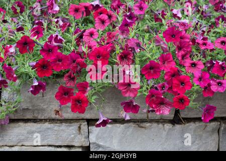 Pétunia x hybrida vague de marée rouge velour fleurs. Banque D'Images