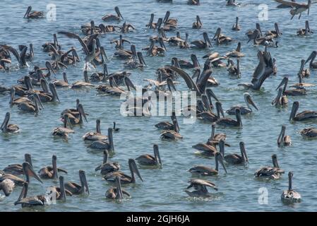 Un troupeau de pélicans bruns (Pelecanus occidentalis), les oiseaux marins flottent sur l'eau au large de la côte ouest de la Californie dans l'océan Pacifique. Banque D'Images