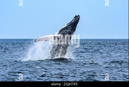 Une baleine à bosse (Megaptera novaeangliae) commence à se briser, propulsant son énorme corps hors de l'eau avec sa puissante nageoire à queue. Copier l'espace. Banque D'Images