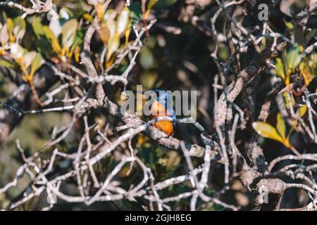 Les Kingfishers d'Azure perchés sur une branche d'arbre en regardant au-dessus de la lagune Banque D'Images