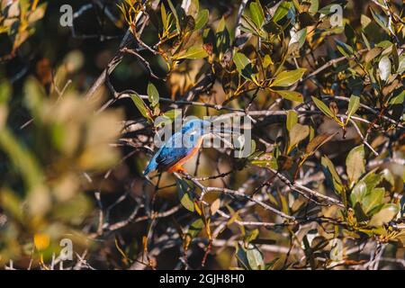 Les Kingfishers d'Azure perchés sur une branche d'arbre en regardant au-dessus de la lagune Banque D'Images