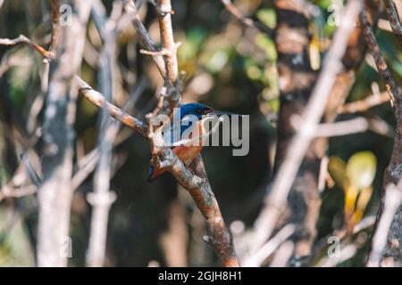 Les Kingfishers d'Azure perchés sur une branche d'arbre en regardant au-dessus de la lagune Banque D'Images