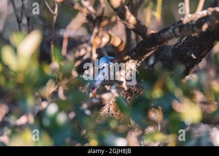 Les Kingfishers d'Azure perchés sur une branche d'arbre en regardant au-dessus de la lagune Banque D'Images