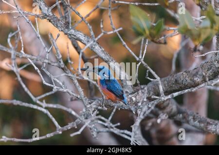 Les Kingfishers d'Azure perchés sur une branche d'arbre en regardant au-dessus de la lagune Banque D'Images