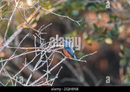 Les Kingfishers d'Azure perchés sur une branche d'arbre en regardant au-dessus de la lagune Banque D'Images