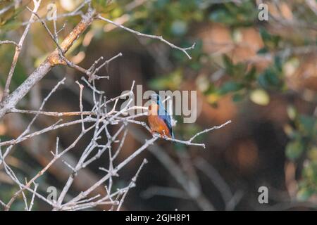 Les Kingfishers d'Azure perchés sur une branche d'arbre en regardant au-dessus de la lagune Banque D'Images