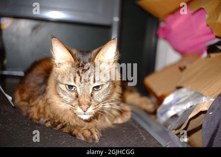 Long cheveux bon look tabby chat garçon se reposant sur le chariot à main Banque D'Images