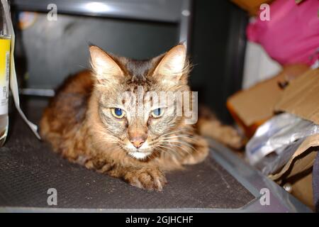 Long cheveux bon look tabby chat garçon se reposant sur le chariot à main Banque D'Images