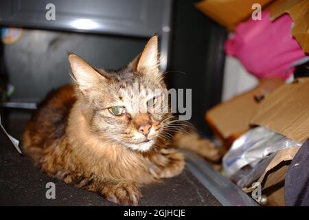 Long cheveux beau tabby chat regardant directement dans l'objectif de l'appareil photo sur un chariot de main Banque D'Images