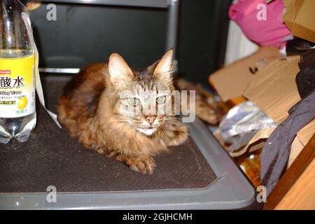 Long cheveux bon look tabby chat garçon se reposant sur le chariot à main Banque D'Images