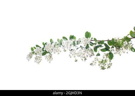 Fleurs de spirée blanches isolées sur fond blanc Banque D'Images