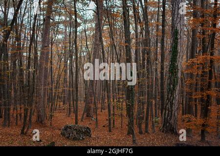 Forêt d'automne grands arbres. Un paysage d'automne mystérieux avec des feuilles rouges-brunes. Une journée brumeuse et nuageux dans la forêt. Des arbres minces parmi les congés tombés Banque D'Images