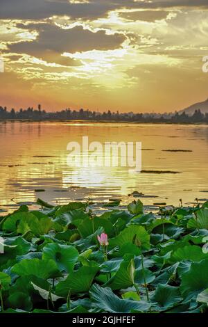 Srinagar, Inde. 09e septembre 2021. Une fleur de lotus est vue en pleine floraison au coucher du soleil à Srinagar. Crédit : SOPA Images Limited/Alamy Live News Banque D'Images