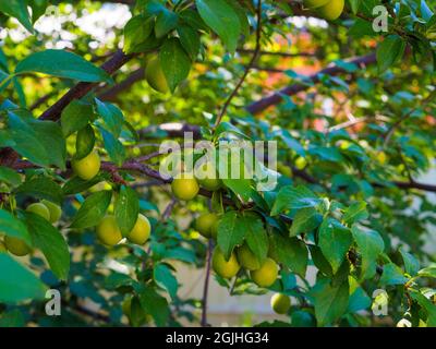 Fruits verts de prune de cerise non mûre sur les branches dans le jardin. Jour ensoleillé d'été. Banque D'Images