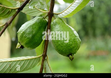 gros plan sur la paire de fruits mûrs de goyave verts qui poussent avec des feuilles et des branches dans la ferme sur fond vert-brun hors foyer. Banque D'Images