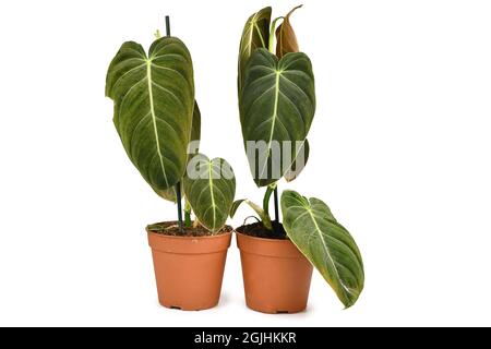 Deux plantes de maison exotiques 'Philodendron Melanochrysum' dans des pots de fleurs isolés sur fond blanc Banque D'Images