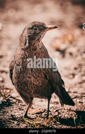 Plan vertical d'un blackbird commun capturé dans Amsel allemand Banque D'Images