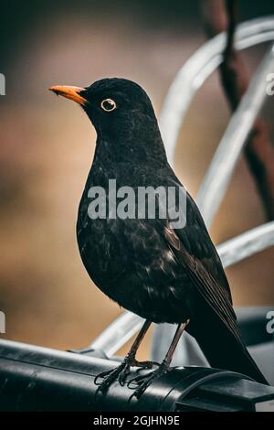 Plan vertical d'un blackbird commun capturé dans Amsel allemand Banque D'Images